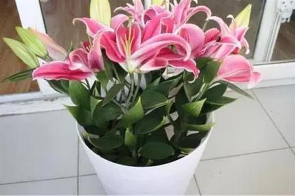 百合花盆栽如何养殖，适宜的生长温度为15-25度