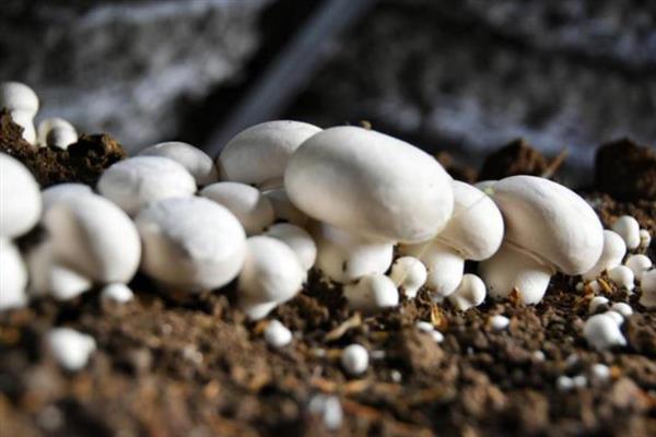 双孢菇的市场价格，各地的售价有区别