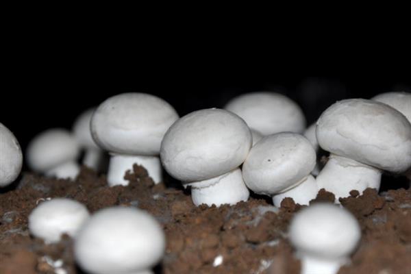 双孢菇的市场价格，各地的售价有区别