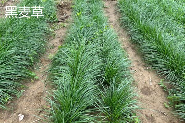 养猪可以种植哪些牧草，可以种植黑麦草、美国籽粒苋等
