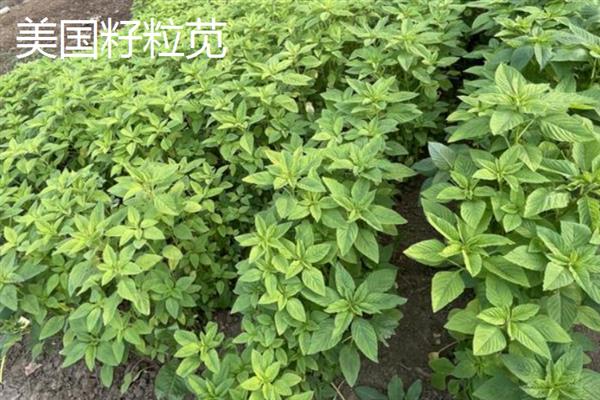 养猪可以种植哪些牧草，可以种植黑麦草、美国籽粒苋等