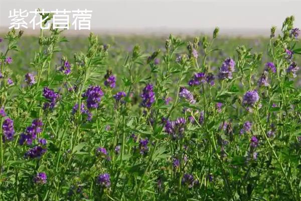 养猪可以种植哪些牧草，可以种植黑麦草、美国籽粒苋等