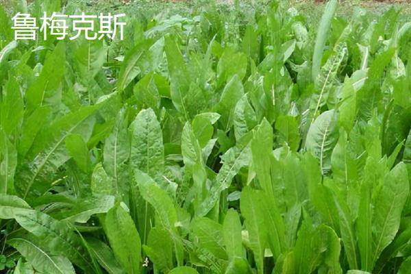 养猪可以种植哪些牧草，可以种植黑麦草、美国籽粒苋等