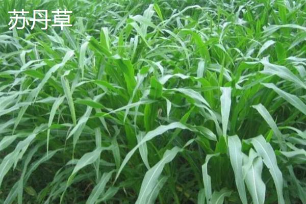 养猪可以种植哪些牧草，可以种植黑麦草、美国籽粒苋等