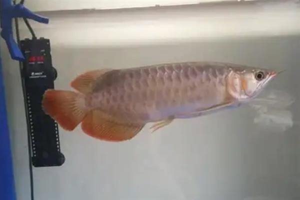银龙鱼喂活泥鳅好不好，银龙鱼喂活泥鳅不好