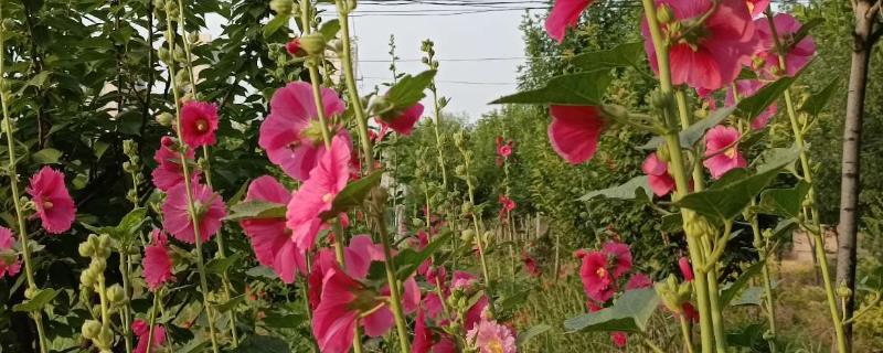 蜀葵播种到开花要多久，通常需要6个月到2年不等?