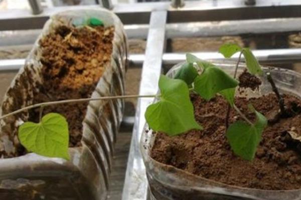 蜀葵播种到开花要多久，通常需要6个月到2年不等?