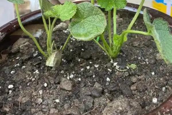 蜀葵播种到开花要多久，通常需要6个月到2年不等?