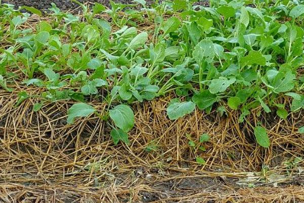 蜀葵播种到开花要多久，通常需要6个月到2年不等?