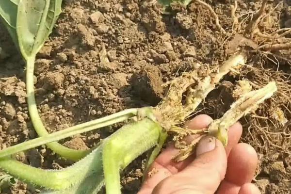 蜀葵播种到开花要多久，通常需要6个月到2年不等?