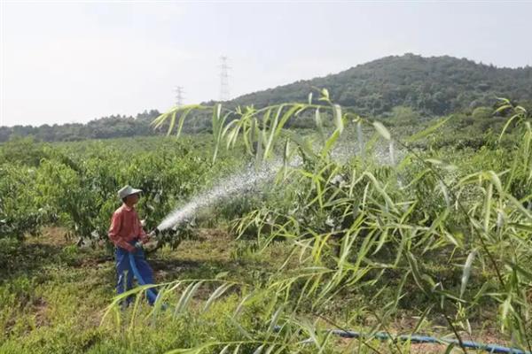 冬季桃树管理技术要点，要继续做好秋施基肥和清园工作