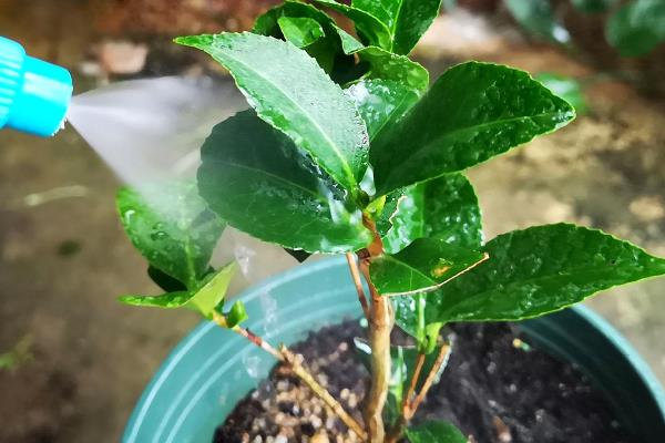 茶花的耐寒温度，可以短时间忍耐-10℃的低温