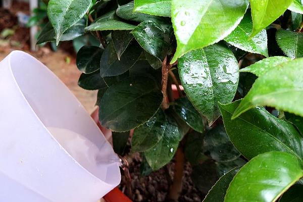 茶花的耐寒温度，可以短时间忍耐-10℃的低温