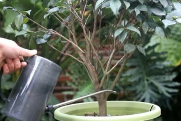 茶花的耐寒温度，可以短时间忍耐-10℃的低温