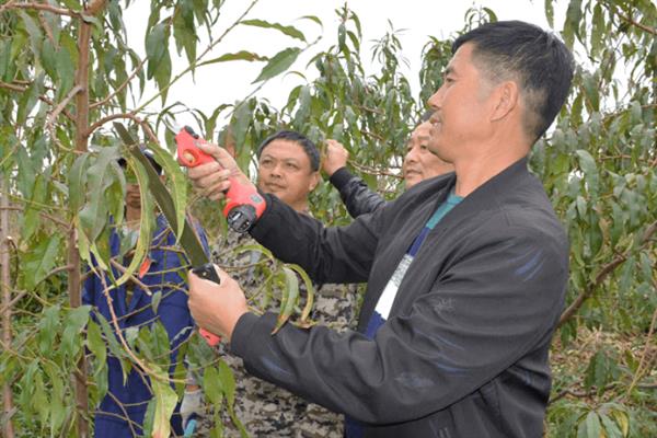 冬季桃树管理技术要点，要继续做好秋施基肥和清园工作