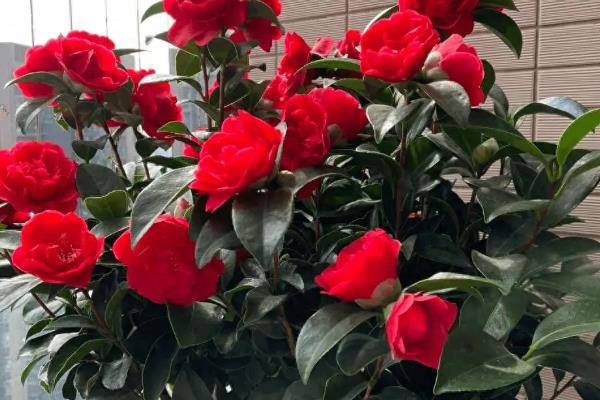 茶花的耐寒温度，可以短时间忍耐-10℃的低温