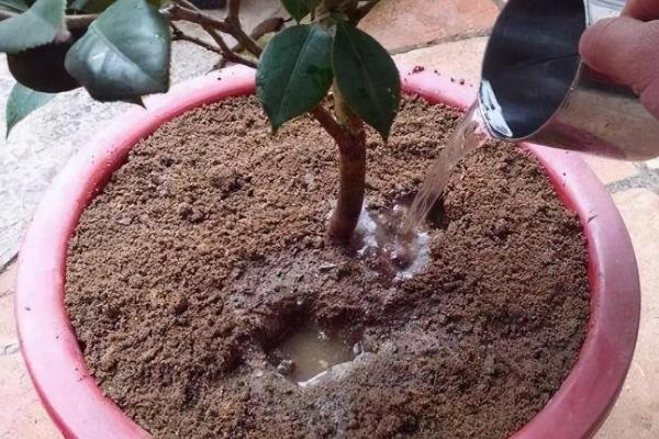 茶花的耐寒温度，可以短时间忍耐-10℃的低温