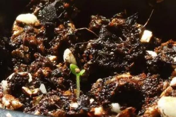 怎么养殖花烟草，把温度保持在10-25℃