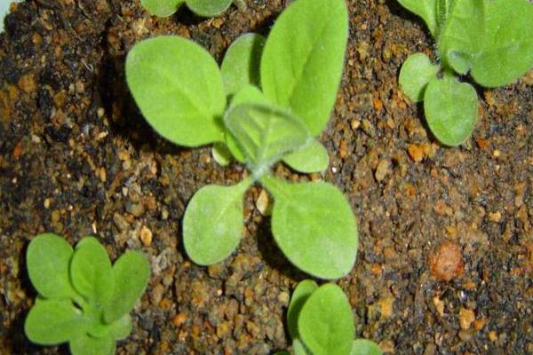 怎么养殖花烟草，把温度保持在10-25℃
