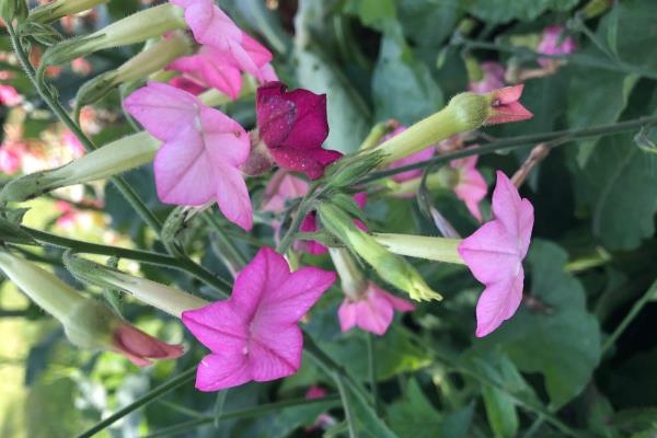 怎么养殖花烟草，把温度保持在10-25℃
