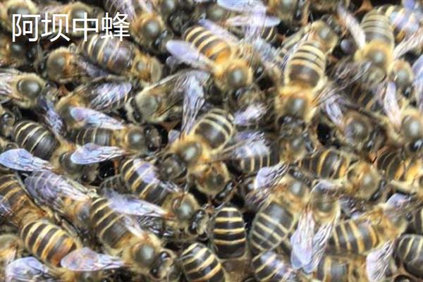 蜜蜂的毒素属于酸性还是碱性，毒液呈弱酸性