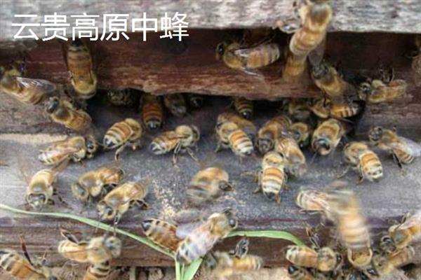 蜜蜂的毒素属于酸性还是碱性，毒液呈弱酸性