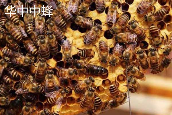 蜜蜂的毒素属于酸性还是碱性，毒液呈弱酸性