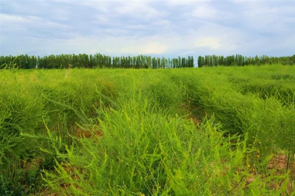 芦笋田的除草方法，采收前用百草枯兑水喷雾
