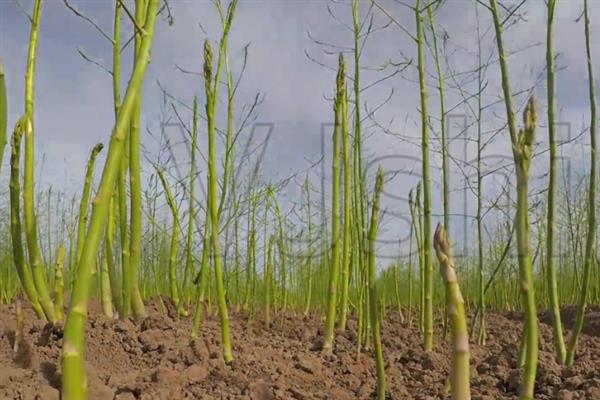 芦笋田的除草方法，采收前用百草枯兑水喷雾