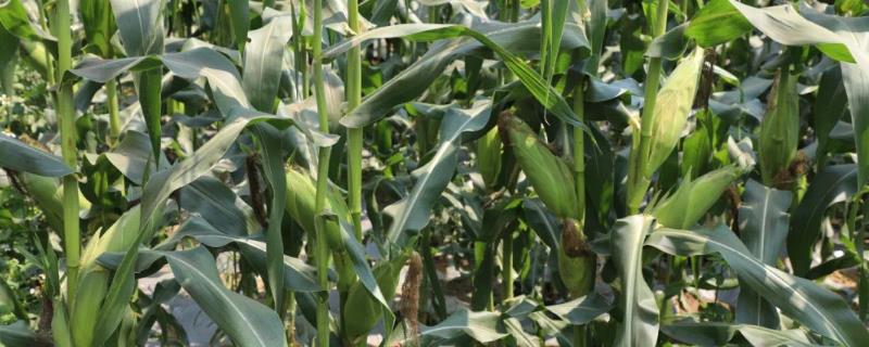 农大683玉米种介绍，适宜种植密度4000-4500株/亩