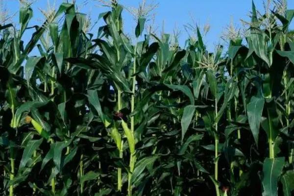 农大683玉米种介绍，适宜种植密度4000-4500株/亩