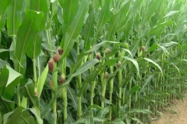 农大683玉米种介绍，适宜种植密度4000-4500株/亩