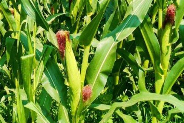 农大683玉米种介绍，适宜种植密度4000-4500株/亩