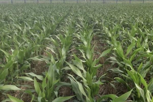 农大683玉米种介绍，适宜种植密度4000-4500株/亩