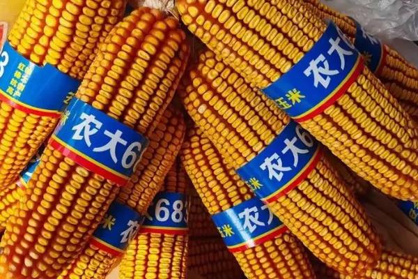 农大683玉米种介绍，适宜种植密度4000-4500株/亩