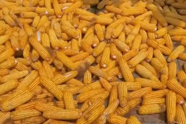 农大683玉米种介绍，适宜种植密度4000-4500株/亩