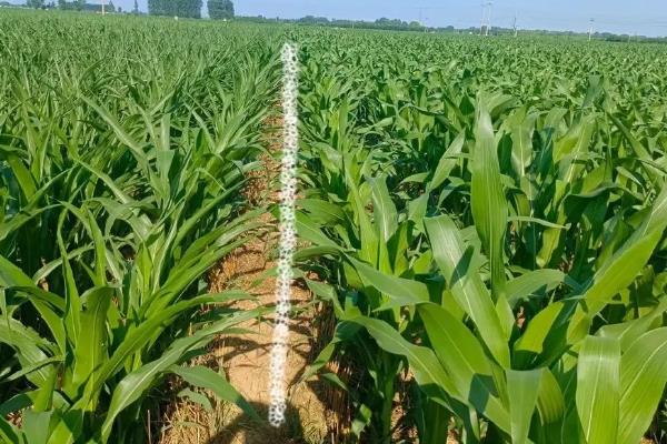 农大683玉米种介绍，适宜种植密度4000-4500株/亩