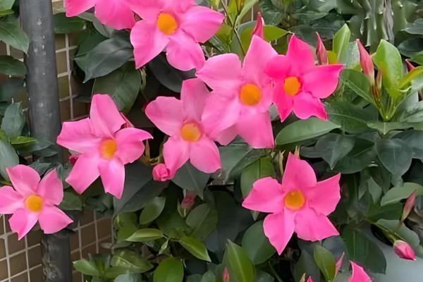 飘香藤冬天叶子掉光还能不能活，可以存活但需要移至室内养殖