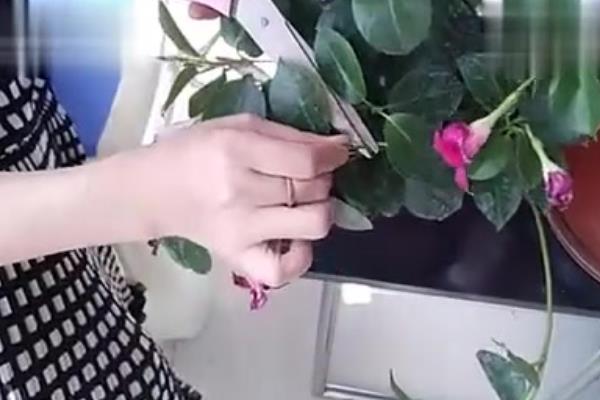 飘香藤冬天叶子掉光还能不能活，可以存活但需要移至室内养殖