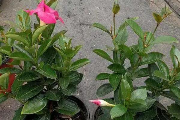 飘香藤冬天叶子掉光还能不能活，可以存活但需要移至室内养殖