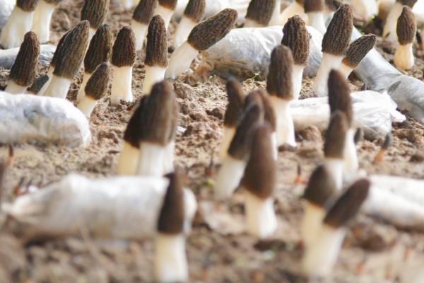 羊肚菌幼菇发黄死亡的原因，主要原因是湿度过大或过小