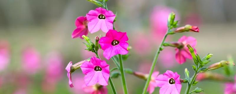 怎么养殖花烟草，把温度保持在10-25℃