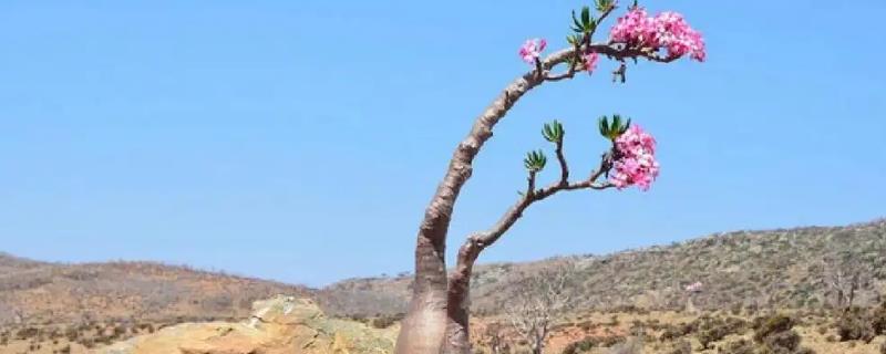 沙漠玫瑰能用淘米水浇吗，可以用稀释后的淘米水浇沙漠玫瑰