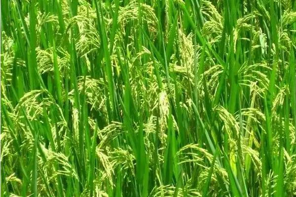 早稻什么时候播种，一般为3-4月份左右