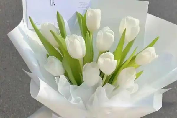 郁金香的花语是什么，寓意无尽的爱、清高恋情等