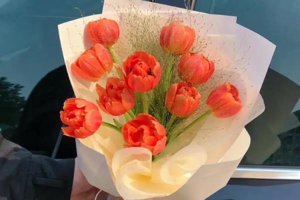 郁金香的花语是什么，寓意无尽的爱、清高恋情等