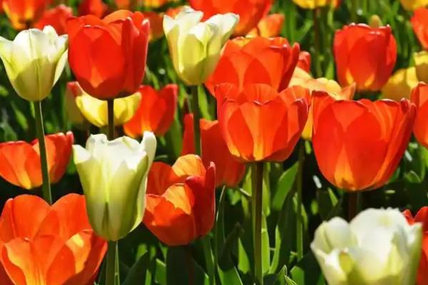 郁金香的花语是什么，寓意无尽的爱、清高恋情等