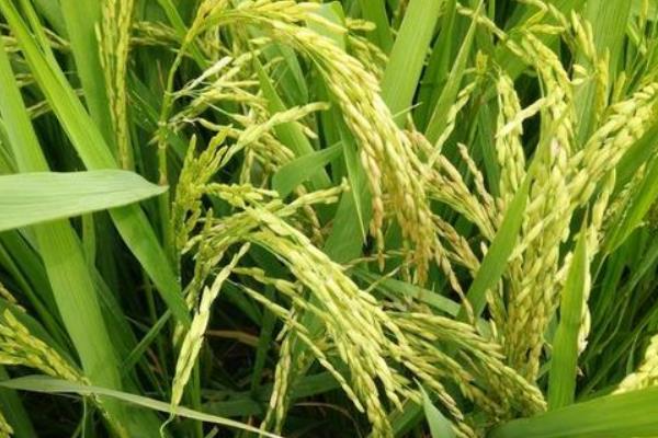 早稻什么时候播种，一般为3-4月份左右