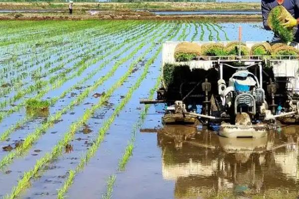 早稻什么时候播种，一般为3-4月份左右