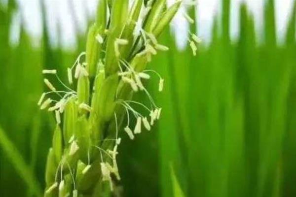 水稻幼穗分化期有哪几个时期，分为以下8个阶段